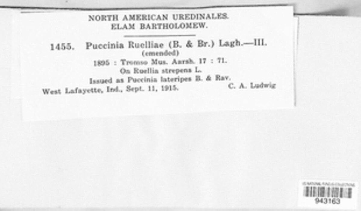 Puccinia ruelliae image
